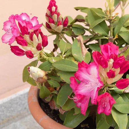 Lejlighed Pescallo Garden Retreat *